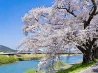 櫻映西公園，春風詩意濃