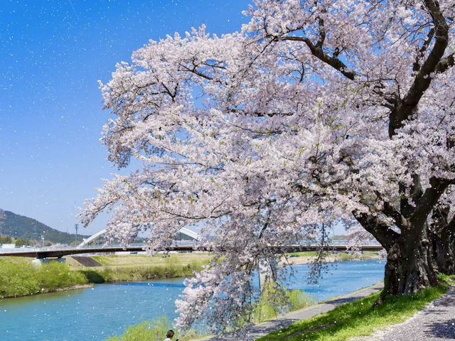 櫻映西公園，春風詩意濃