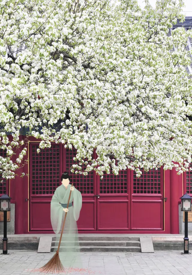 智化寺天花板級梨花瀑即將盛開 每日限流2000人