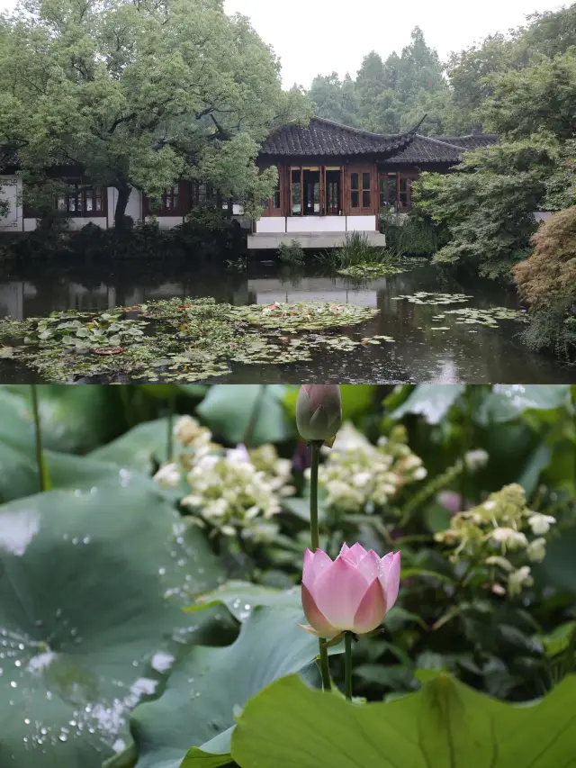 杭州賞荷 | 曲院風荷旁的小眾寶藏地