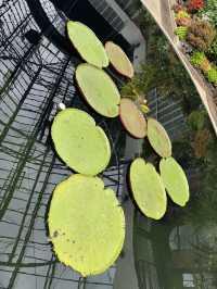 One Of The Best Free Things In Auckland, The Stunning Winter Gardens 