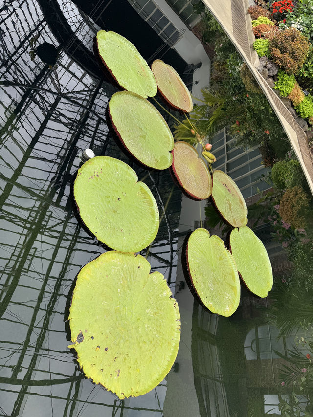 One Of The Best Free Things In Auckland, The Stunning Winter Gardens 