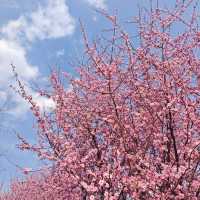西湖公園踏春聖地