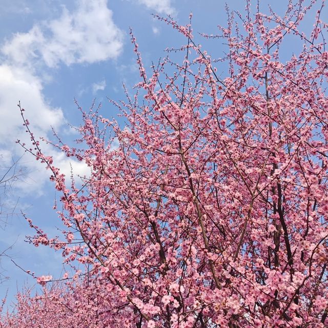 西湖公園踏春聖地