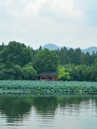 杭州西湖賞荷路線！建議收藏！！！