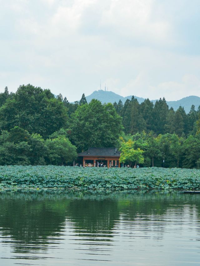 杭州西湖賞荷路線！建議收藏！！！