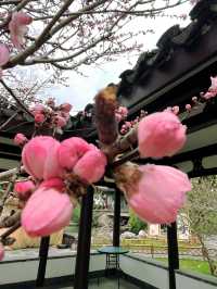 無錫蠡園春日櫻花賞花全攻略