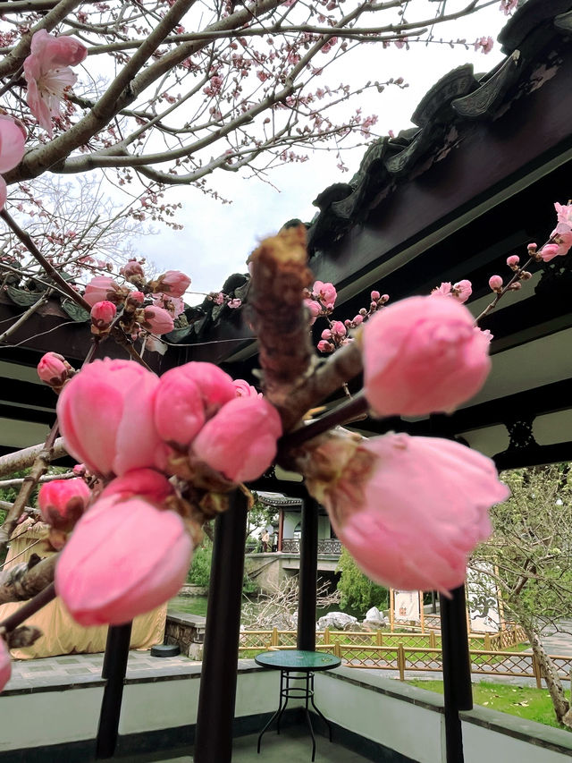 無錫蠡園春日櫻花賞花全攻略 無錫蠡園春日櫻花賞花全攻略