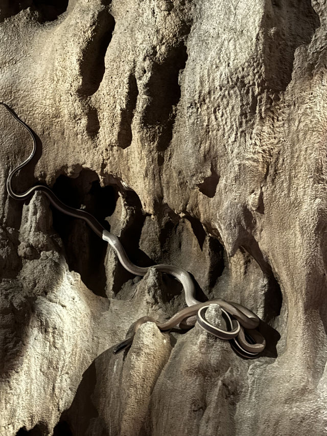 Discover Asia's First Rainforest Adventure Zoo in Singapore!