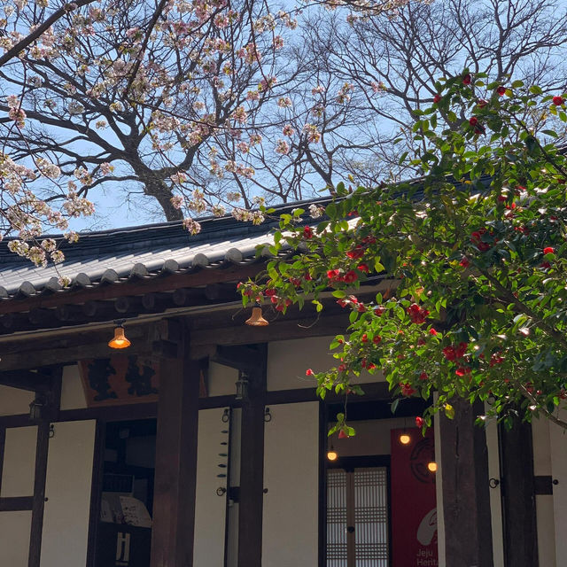 4.2濟州島櫻花實況🌸
