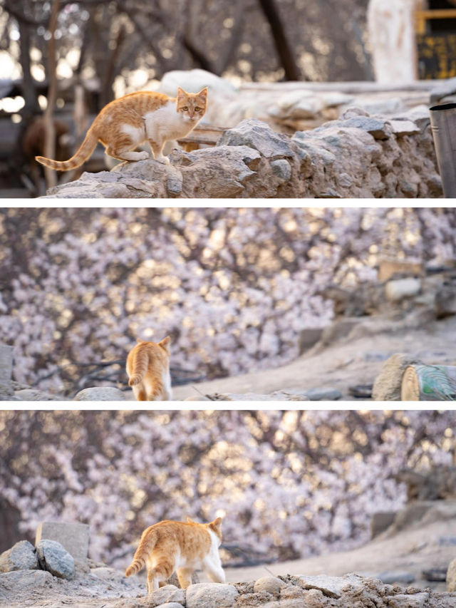 杏花煙嵐 | 南疆春天的一千種浪漫