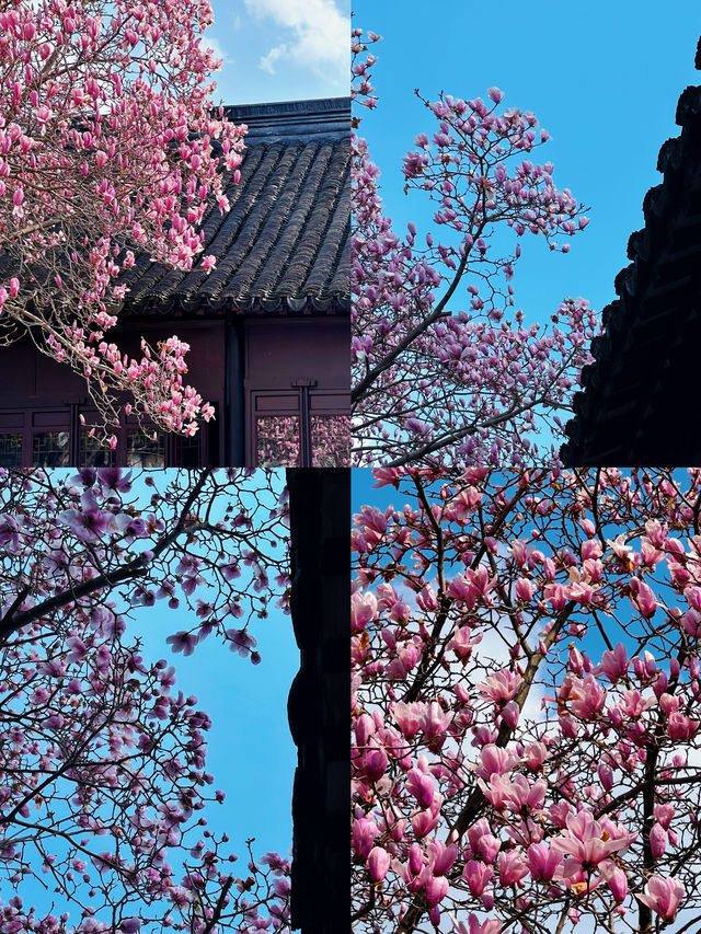 蘇州3.16賞花實況暴走在8座玉蘭花園林