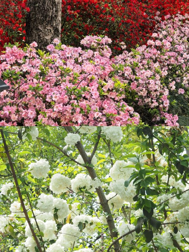 踏青賞花，捕捉夏天的詩意瞬間