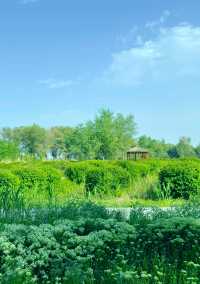 碧水藍天，候鳥天堂—瑪納斯濕地公園