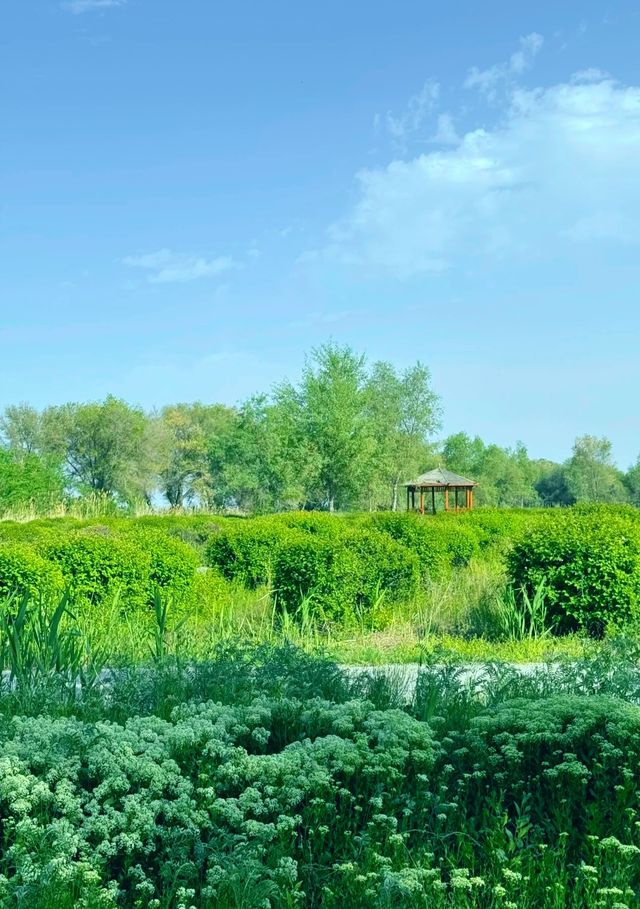 碧水藍天，候鳥天堂—瑪納斯濕地公園