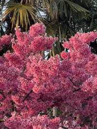 🌸伊江島賞櫻攻略：離島上的粉色浪漫✨