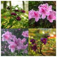 華中地區最具生物多樣性的賞花勝地——武漢植物園