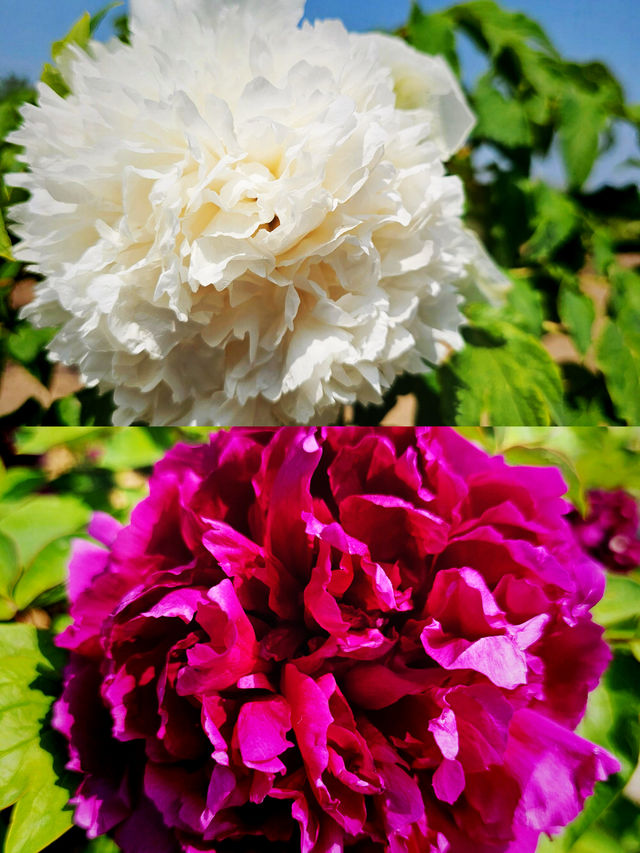震驚！菏澤牡丹驚艷綻放，錯過再等一年