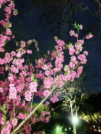 總要去趟西湖吧！看桃花盛開，賞絕美夜色