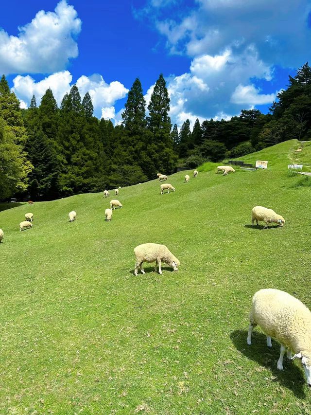 六甲山牧場，誰說宮崎駿的世界只在動漫裡