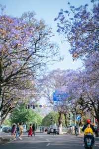 總要嚟一次西昌睇藍花楹喇附2天1夜攻略