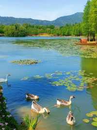 5月南京必衝燕雀湖莫奈花園睡蓮已上線🪷