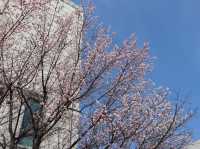🌸釜山大學，邂逅浪漫櫻海🌸