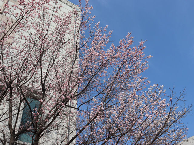 🌸釜山大學，邂逅浪漫櫻海🌸