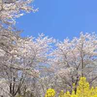 🌸貴州私藏！安順黃臘鄉櫻花園，闖入現實版莫奈花園