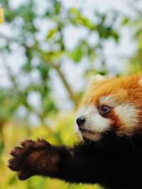 普洱太陽河森林公園 | 自然與文化邂逅