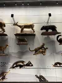 Roar-some Dinosaur Exhibits At The Natural History Museum Of Taiwan 