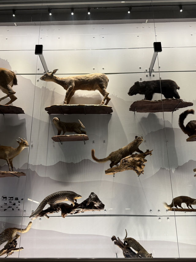 Roar-some Dinosaur Exhibits At The Natural History Museum Of Taiwan 