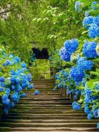 東京6月紫陽花聖地交通全攻略：奔赴限定藍紫色浪漫 