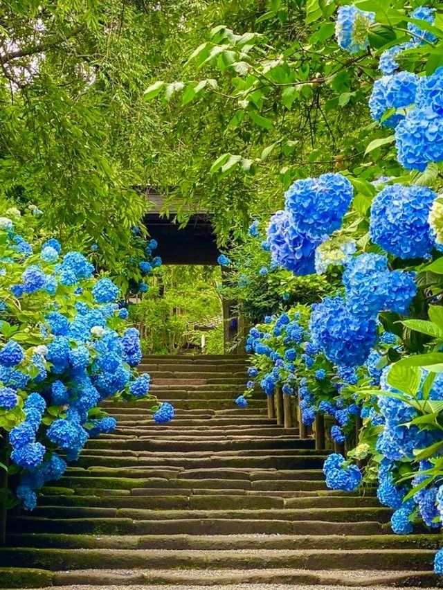 東京6月紫陽花聖地交通全攻略：奔赴限定藍紫色浪漫 
