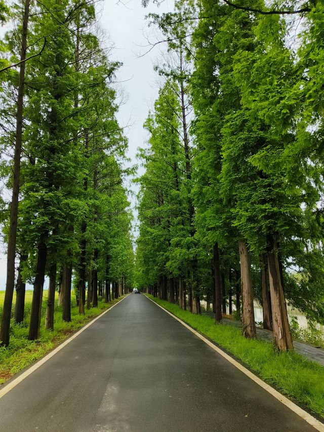 32.4  溧陽長蕩湖