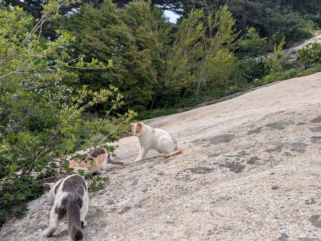 Most Dangerous and Exciting Climb @ Mount Hua 🏔️
