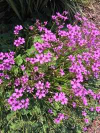 遵義花境口袋公園：小空間裡嘅生態大文章