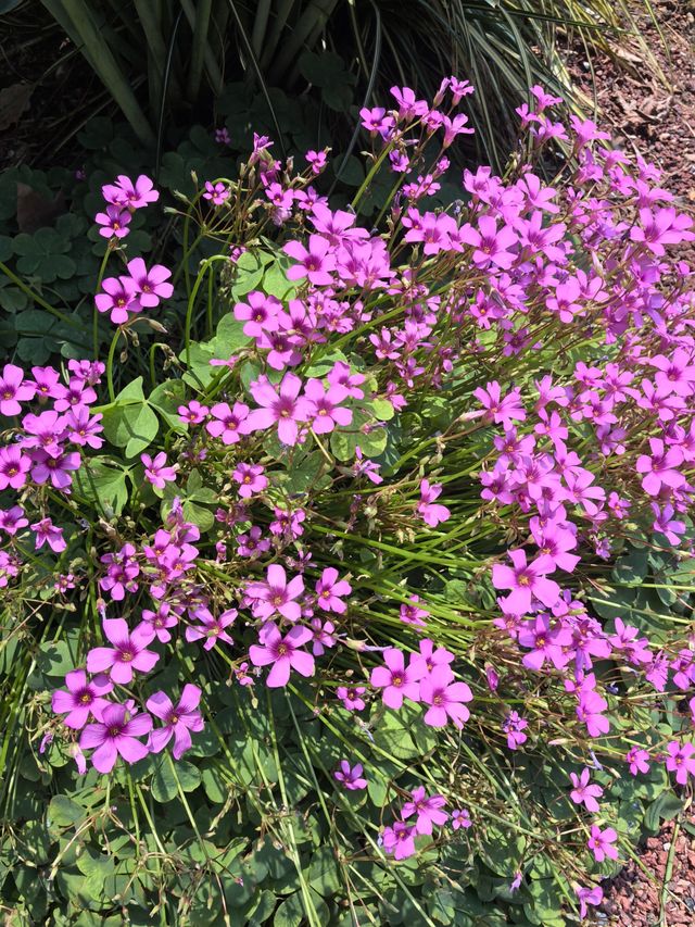 遵義花境口袋公園：小空間裡嘅生態大文章