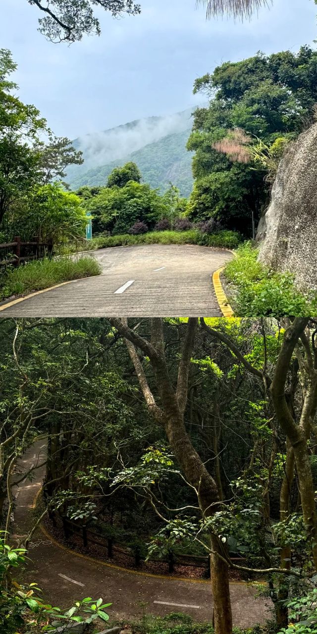 官宣！深圳呢條「隱藏版」森林綠道，靚到令人心動