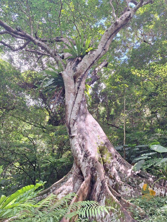 台北週邊🌿大板根森林溫泉渡假村探秘