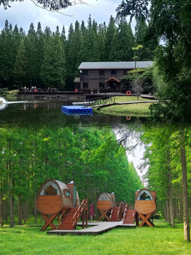 森林之旅—江蘇東台黃海森林公園