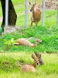 上海人把口真係密實，竟然仲隱藏咗個小鹿寶藏公園