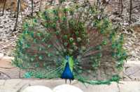 武漢野生動物園王國