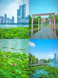 合肥賞荷攻略｜夏日限定版城市美學