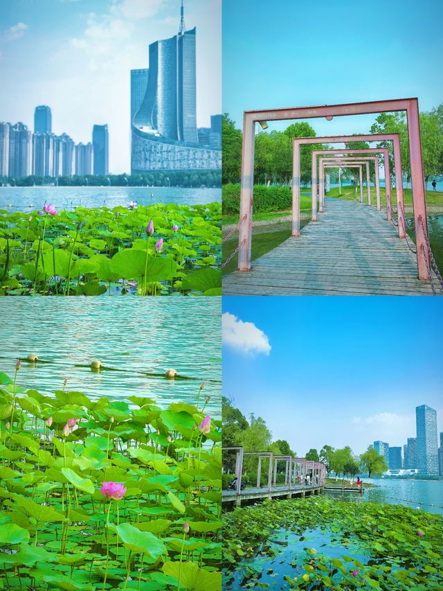合肥賞荷攻略｜夏日限定版城市美學