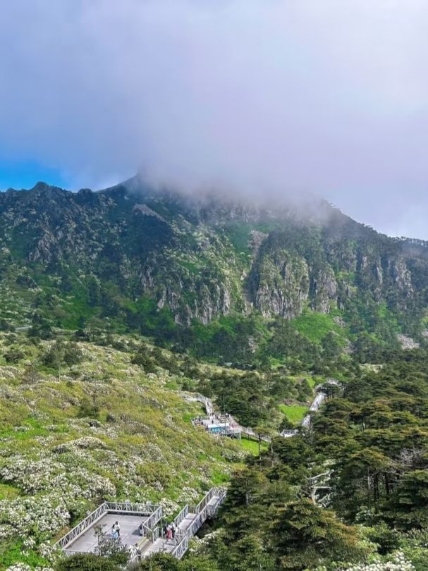 大理蒼山：七月尾嘅杜鵑花