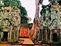 Ta Prohm: The Enigmatic Temple Embraced by Nature