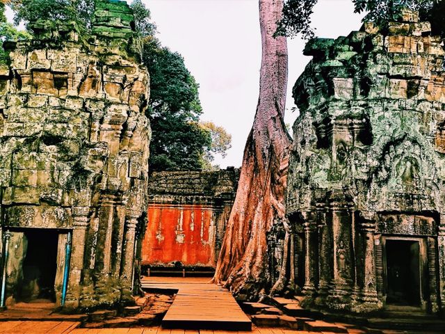 Ta Prohm: The Enigmatic Temple Embraced by Nature