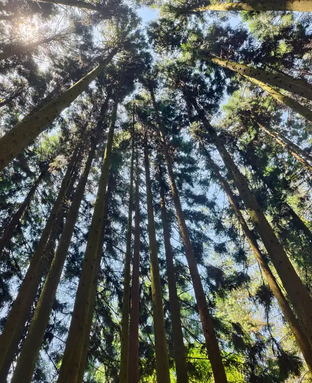 충칭 주변 최고의 피서지! 황수 이 가이드 그대로 따라하기!