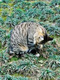 上海龍華寺必打卡 大體驗